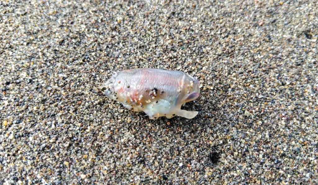 Translucent mole crab (sand flea) resting on coarse mixed-color beach sand