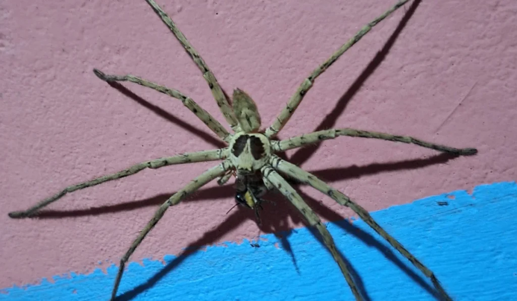 Pantropical Huntsman Spider