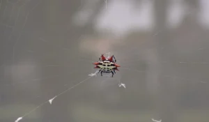 Spinybacked Orb Weavers