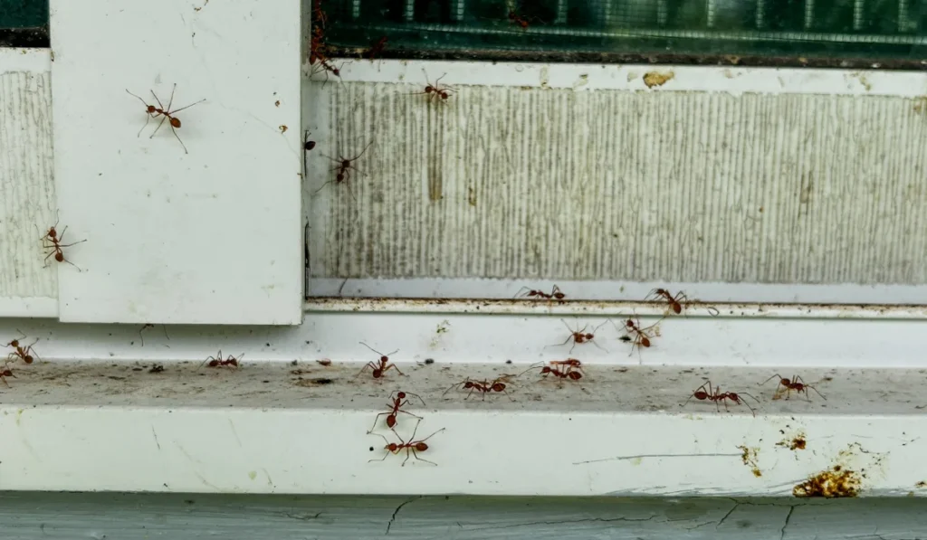 Ants crawling along a dirty white window sill and frame