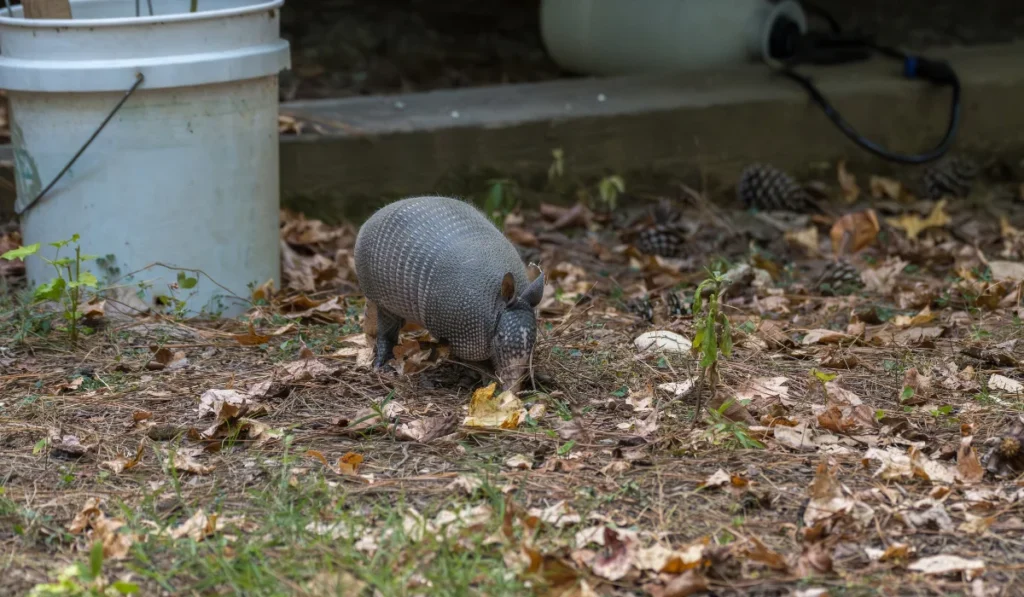 armadillo