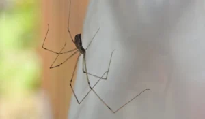 cellar spider 