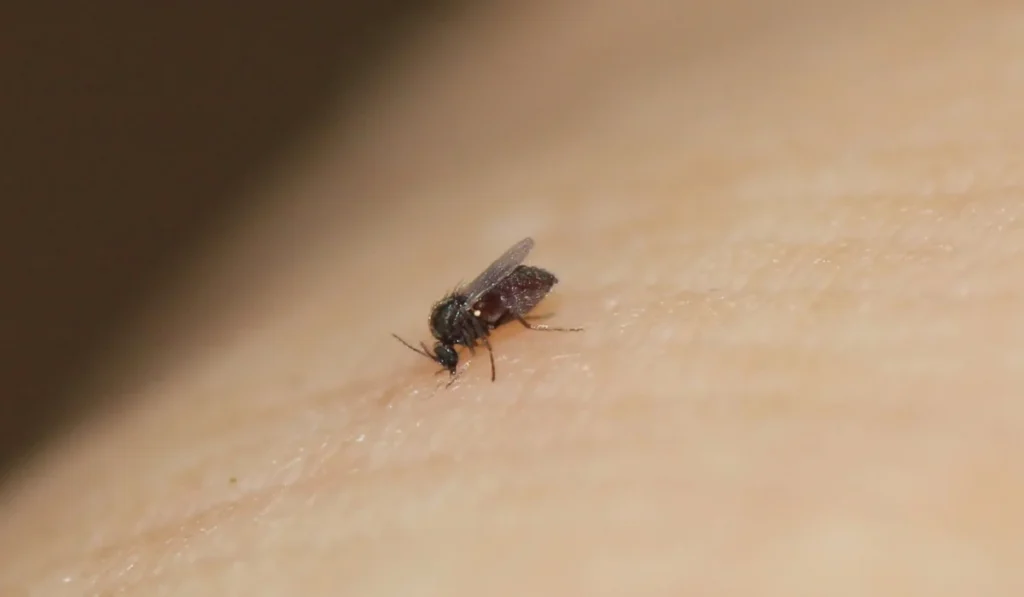 Florida no-see-um (biting midge) resting on human skin
