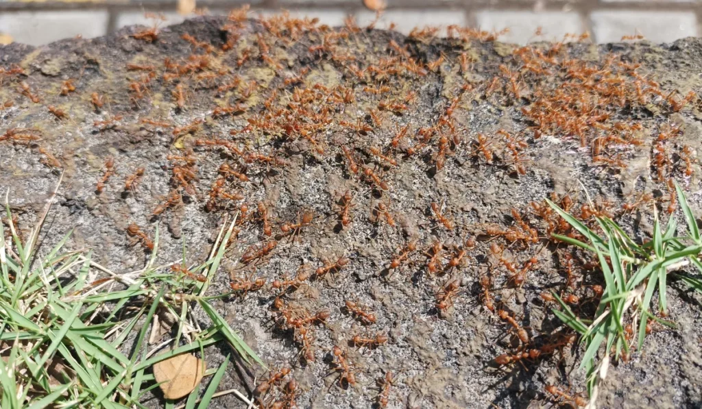 Numerous reddish Florida fire ants swarming across a dirt mound with grass at the edges