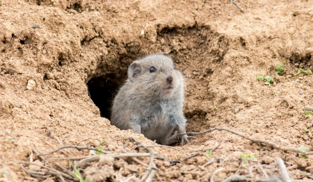 vole