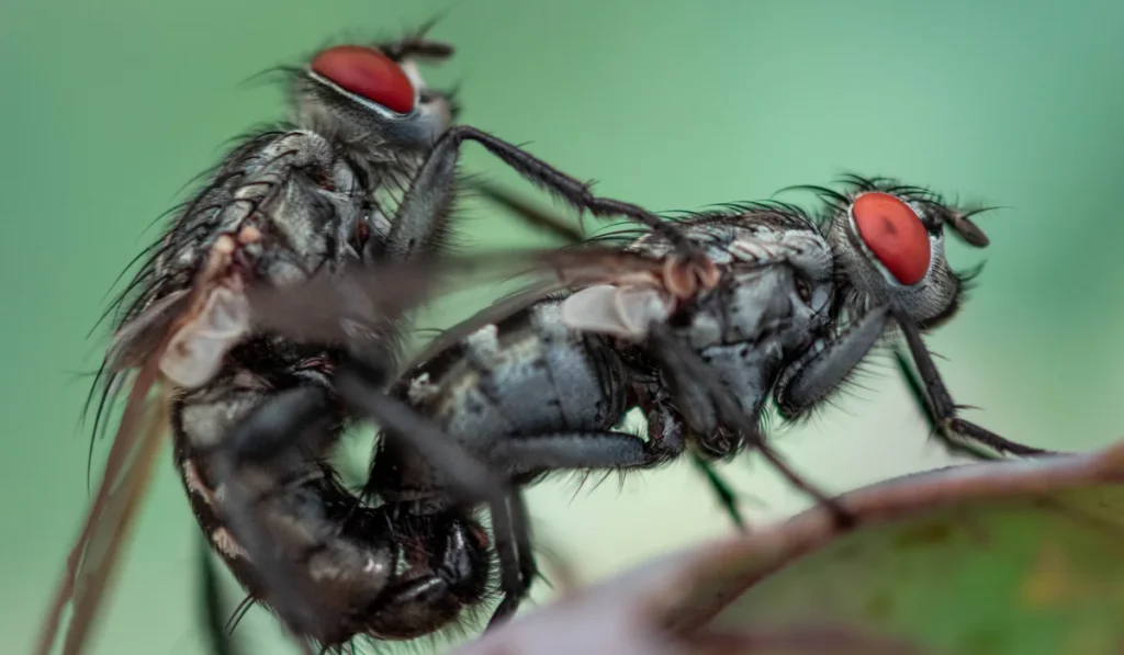 Closeup shot of cluster flies mating