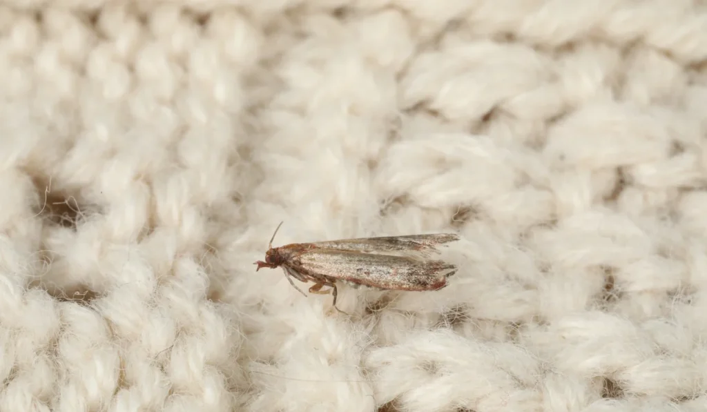 Pale clothes moth resting on a cream knitted sweater, showing frayed wing edges and nearby fabric fibers