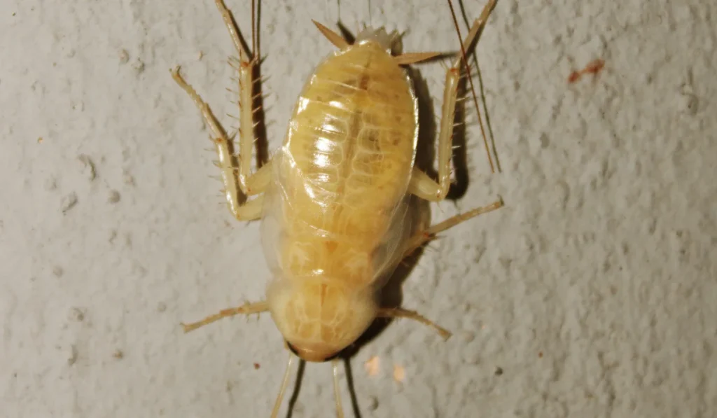 White Cockroach