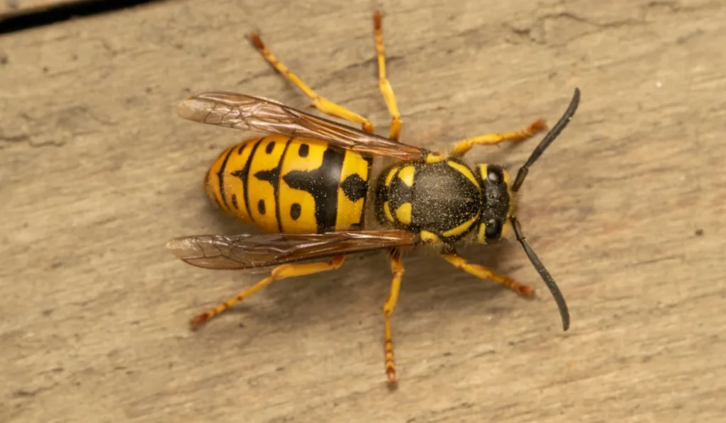 german yellowjacket