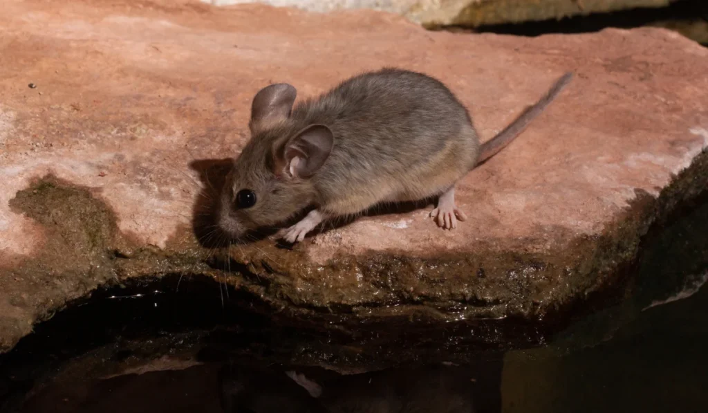 A Packrat looks over the edge of a red sandstone ledge as it reaches down to get a drink of clear spring water in the desert of Southern Utah, USA.
