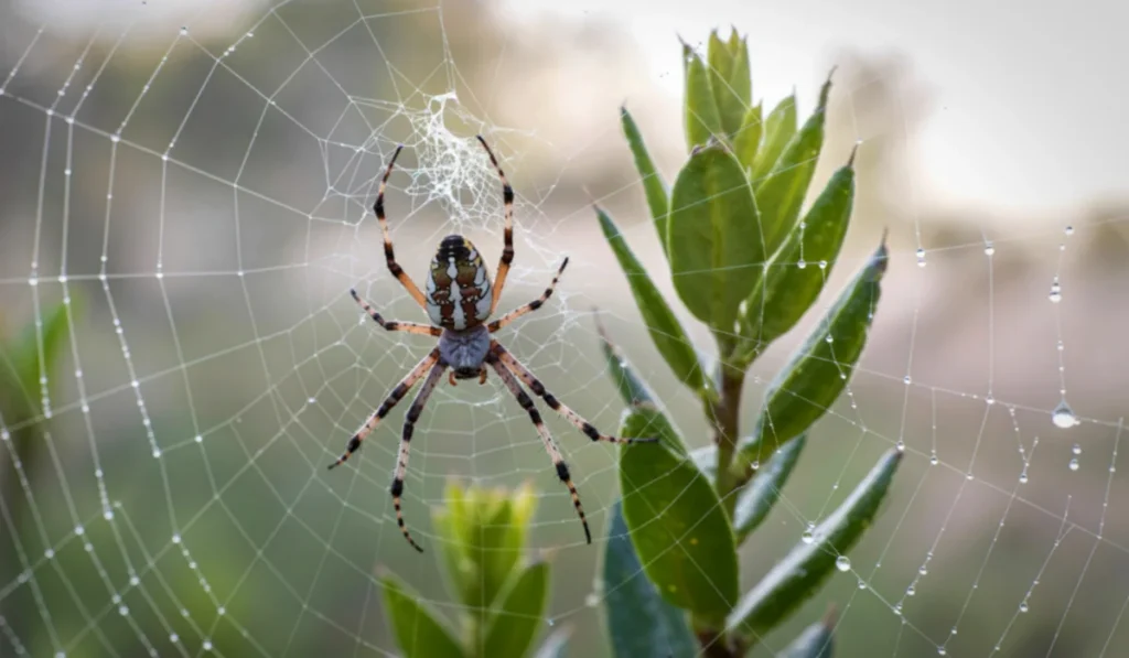 A detailed close-up showcases an orb weaver spider meticulously positioned at the center of its web, adorned with glistening dewdrops.