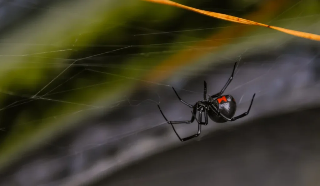 Black Widow Spider (1)