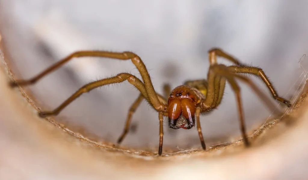 Close-up of a brown recluse spider inside a cylindrical structure. The spider’s light brown body, long legs, and detailed cephalothorax are clearly visible. (1)