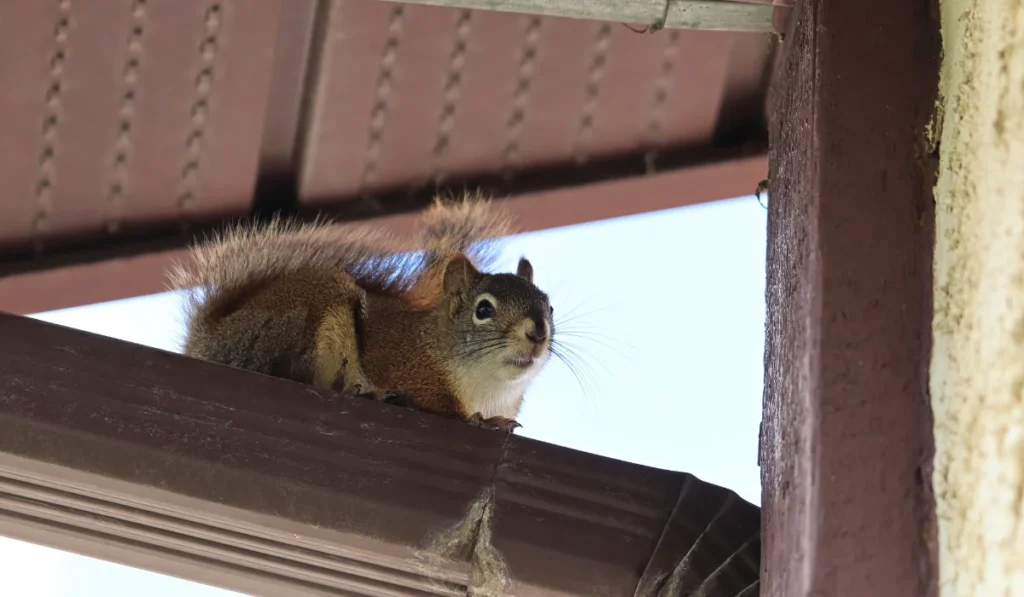 Closeup of a squirrel ontop of an eavestrough