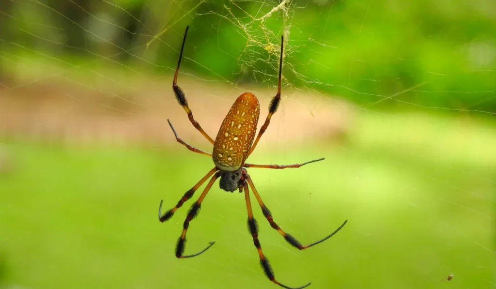 Golden silk orb-weaver
