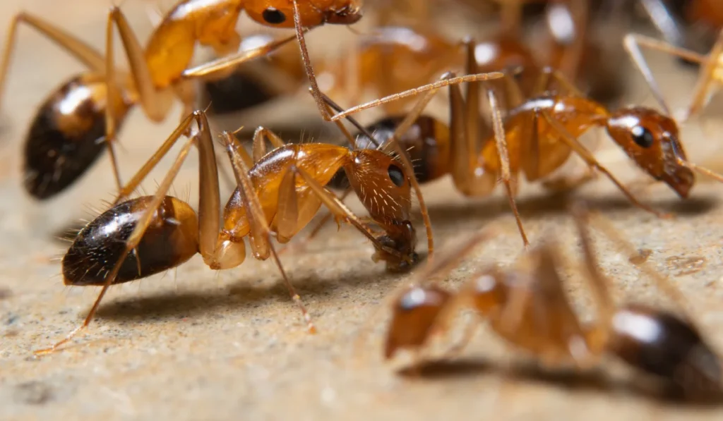 Macro Ghost Ant