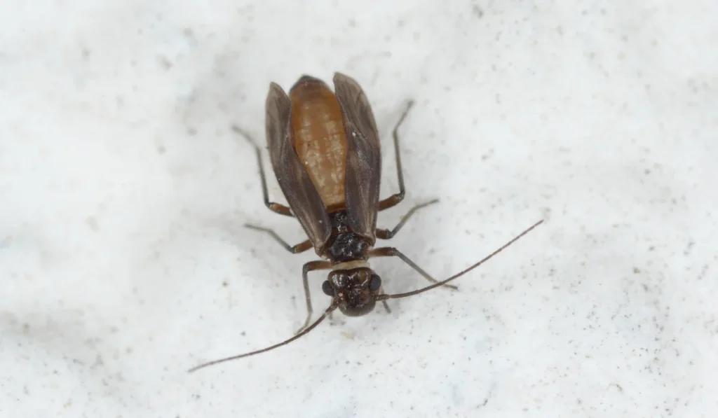 Psocid (Psocoptera) called also - booklice, barklice or barkflies, a well known as pests of stored products. Insects on wall. High magnification.
