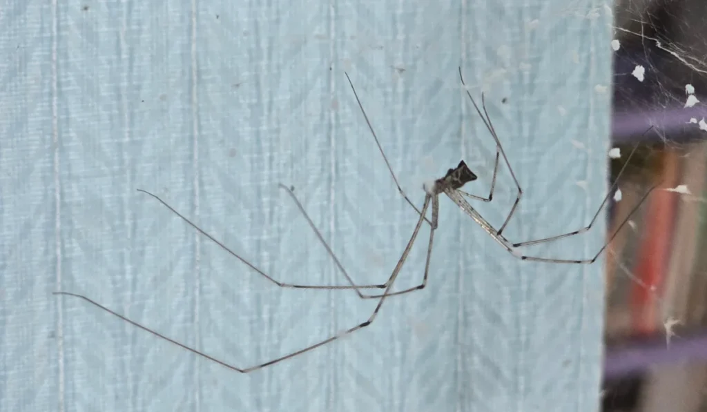 Selective focus of a cellar spider, commonly known as a “daddy long legs” spider, typically found indoors