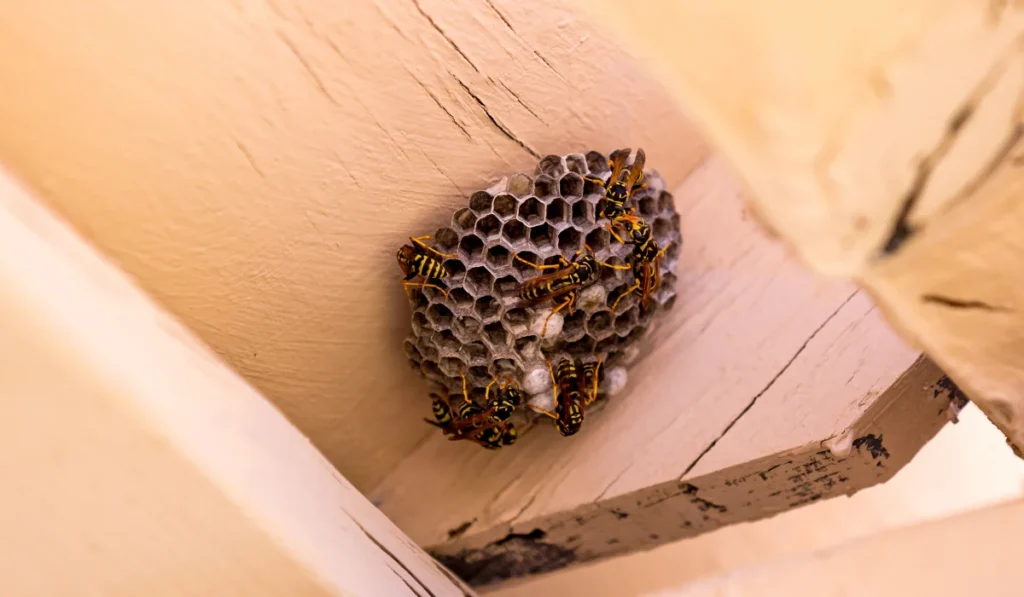 Upward view at paper wasp nest
