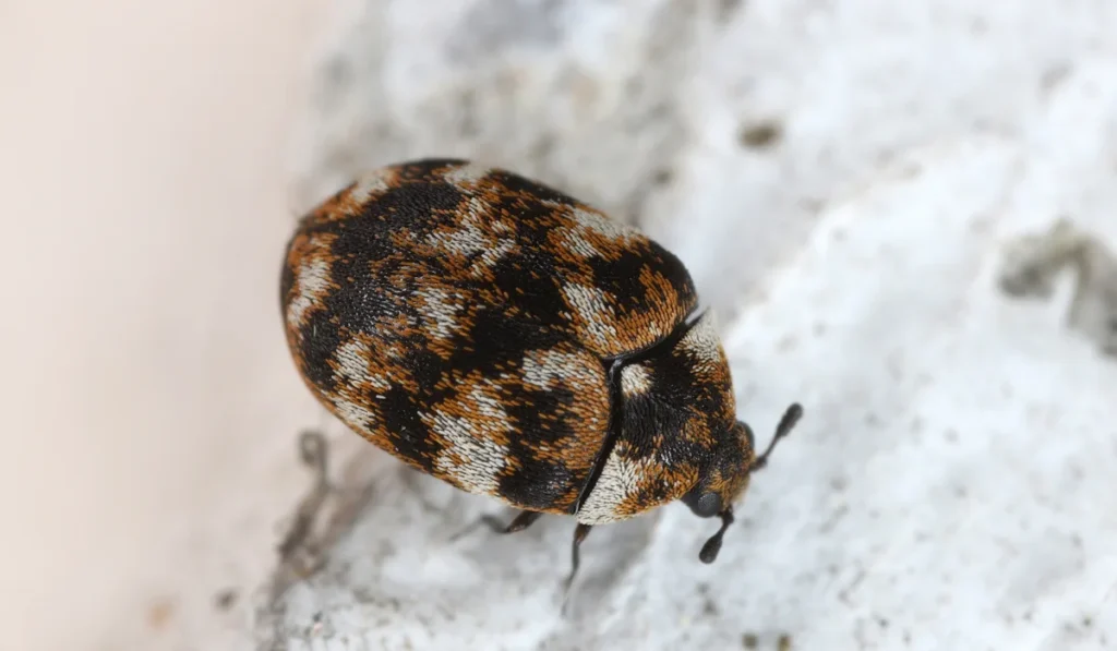 Varied carpet beetle (Anthrenus verbasci). Beetle on the apartment wall.