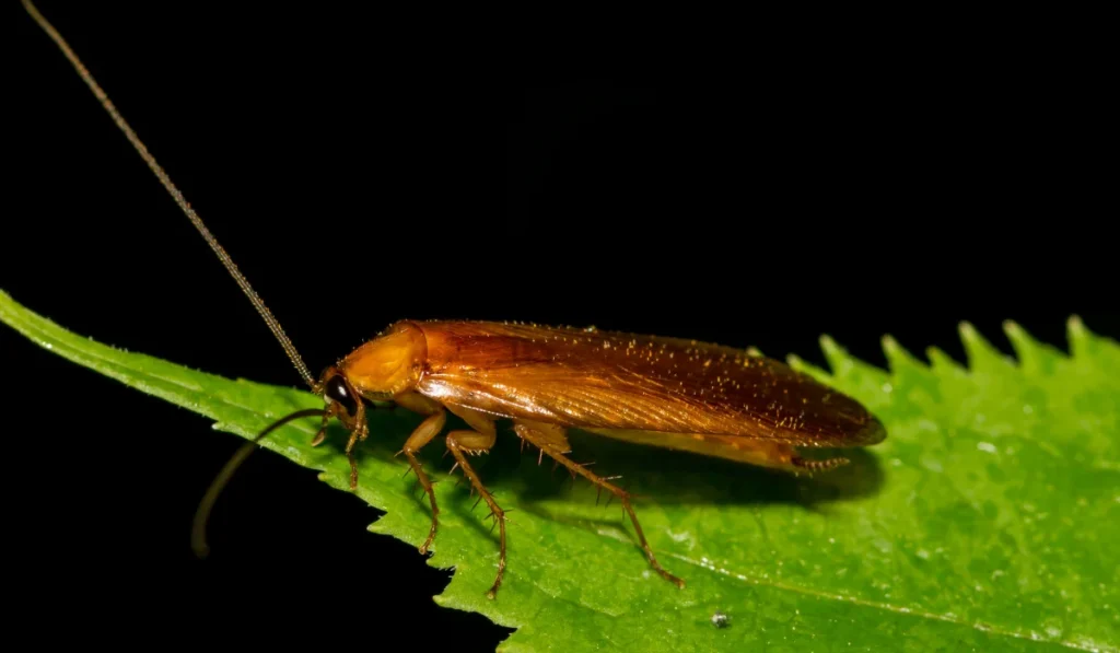 Wood Cockroach