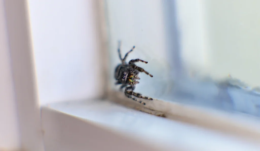 bold jumping spiders on a window