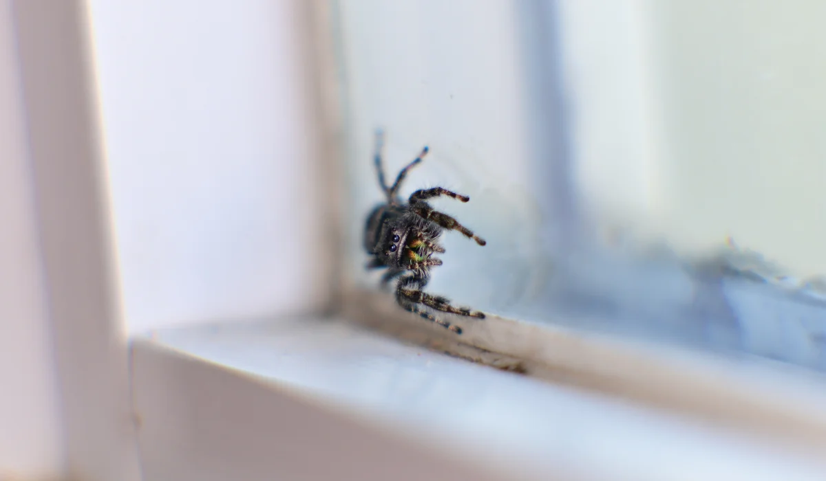 bold jumping spiders on a window