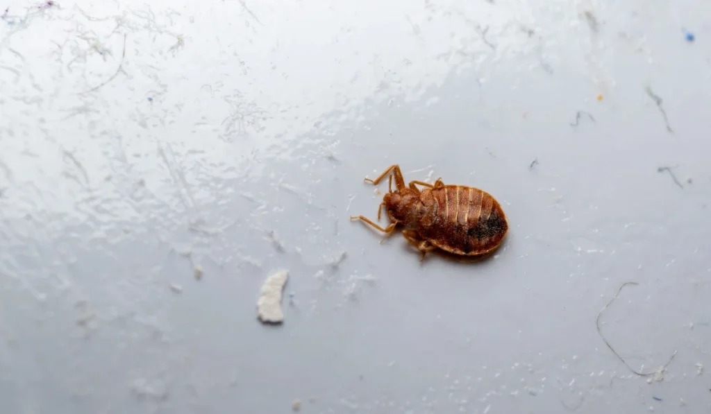 Bed Bug on Dusty White Household Surface