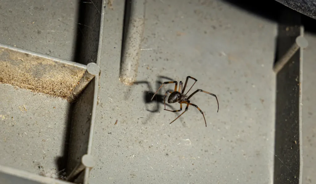 Close up of a black widow spider in a garden shed on a thin web