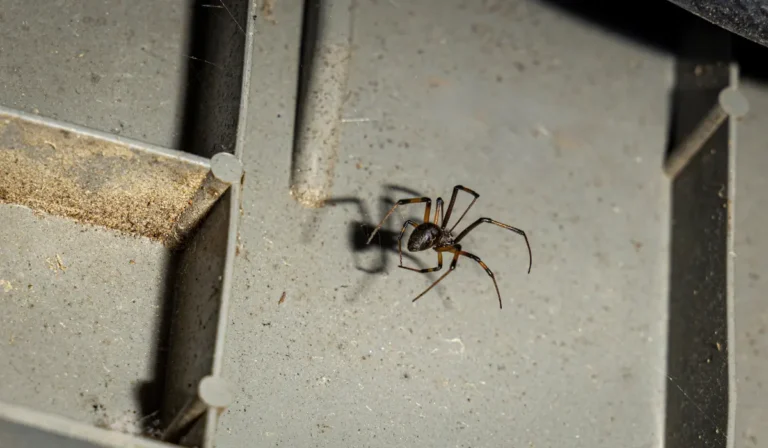Close up of a black widow spider in a garden shed on a thin web