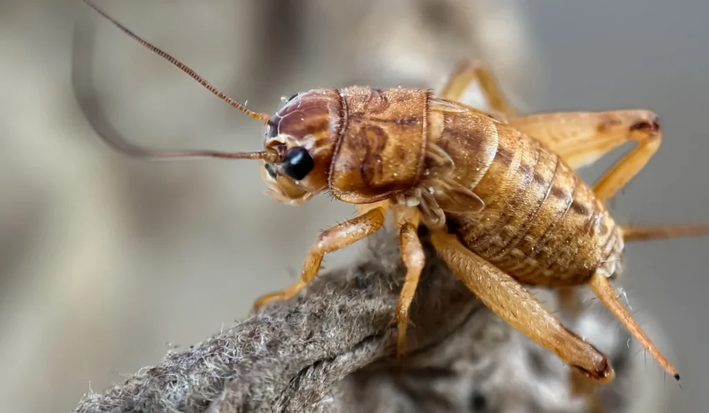 Close up of house cricket (Acheta domesticus), macro shot of cricket perched on trees