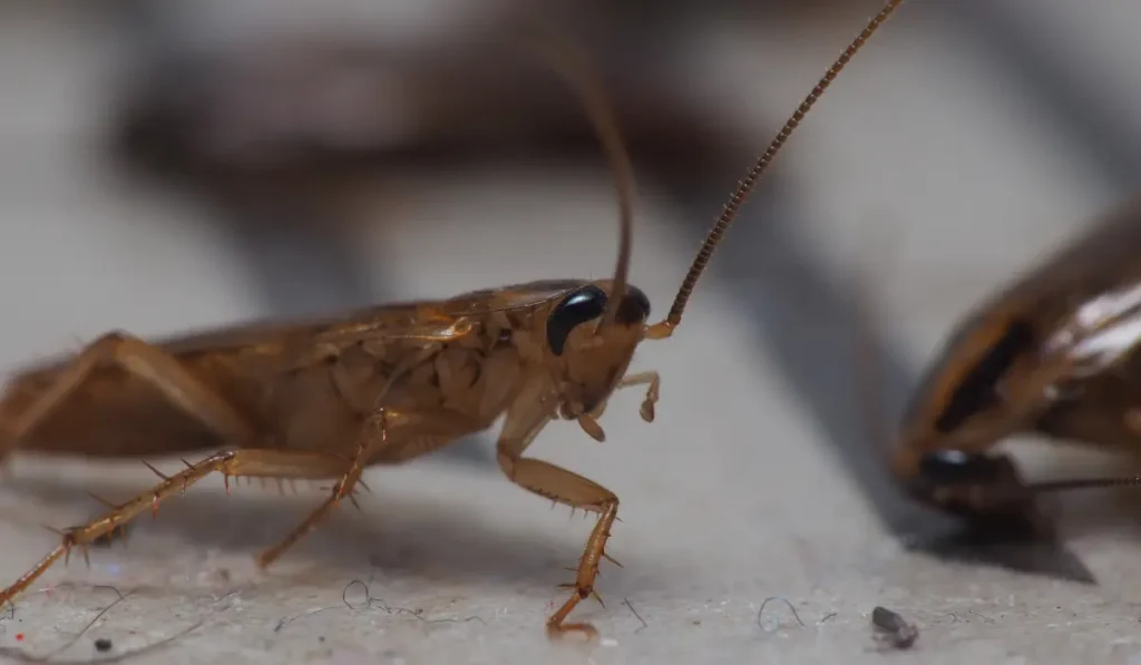 Close up shot of cockroach that trapped on a sticky trap