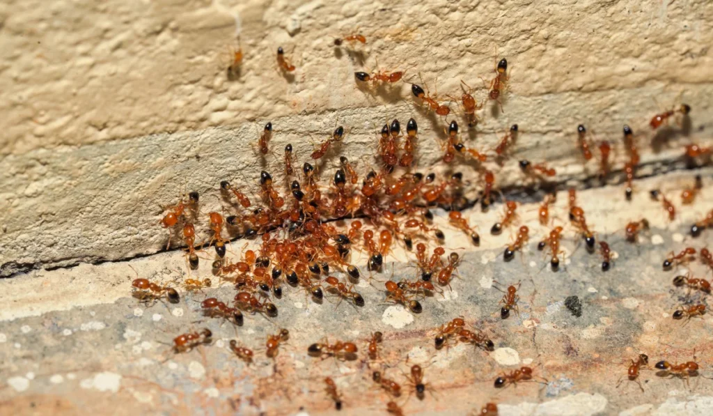 Closeup large colony of red fire ants swarming along stone wall base outdoors. Worker ants moving in dense cluster showing active nest activity and pest infestation behavior