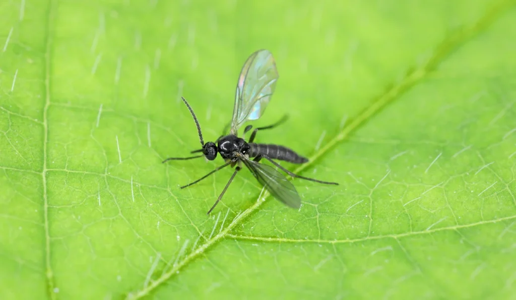 Dark-winged fungus gnat (Sciaridae) resting on a bright green leaf