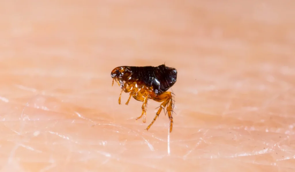 Small brown flea standing on textured human skin, close-up showing legs and body