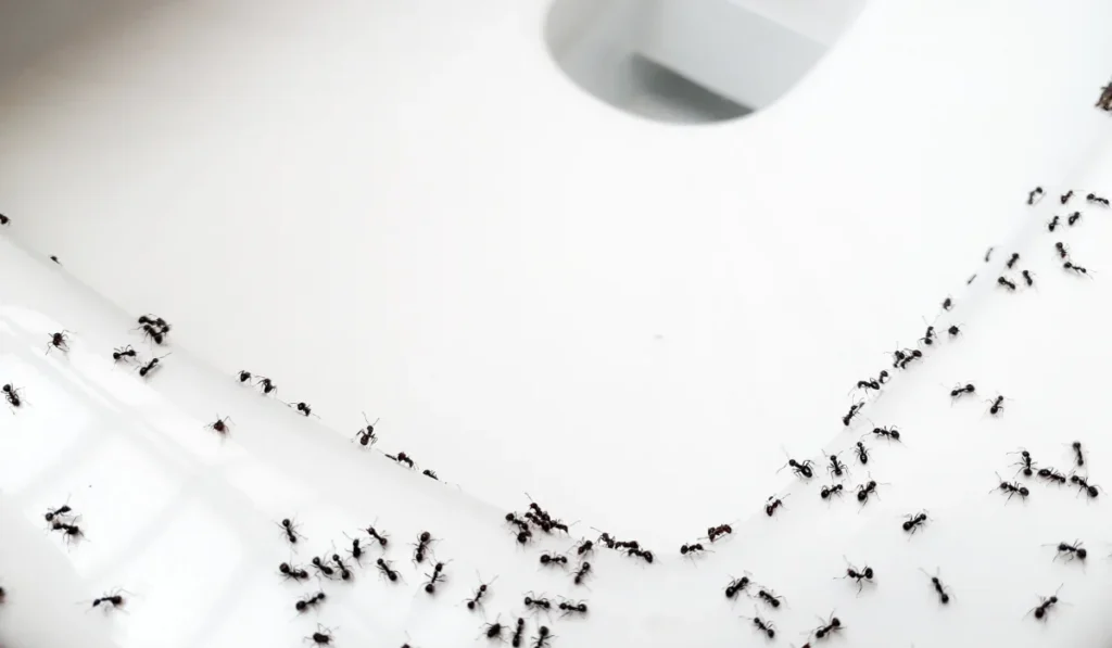 Group of black ants walking on the flush toilet in the bathroom. Problem of house.