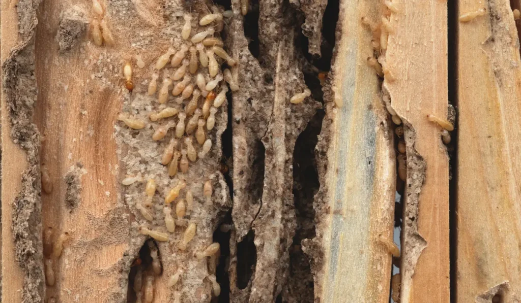 Group of the small termite destroy timber, termites eat wood and destroy buildings, termite workers, termites walk in the nest