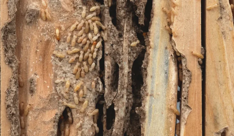 Group of the small termite destroy timber, termites eat wood and destroy buildings, termite workers, termites walk in the nest