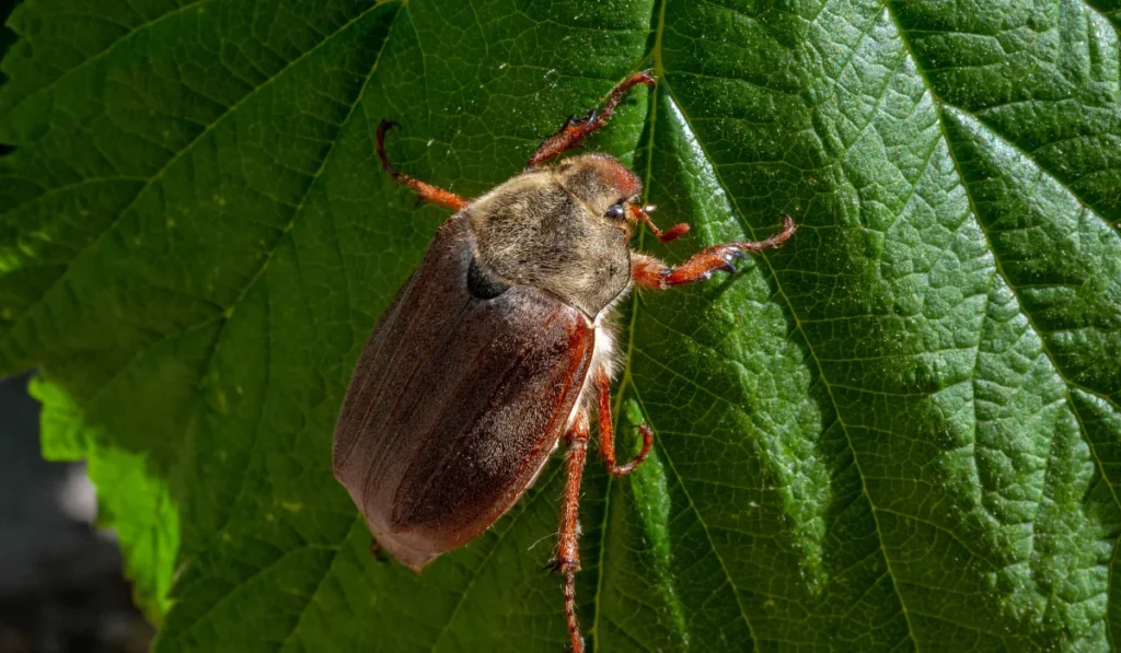 Large june bug creeps on a leaf. Insect is an agricultural pest.