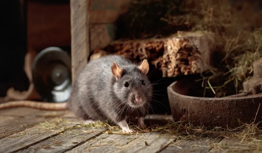 Rat in an old wooden barn with hay