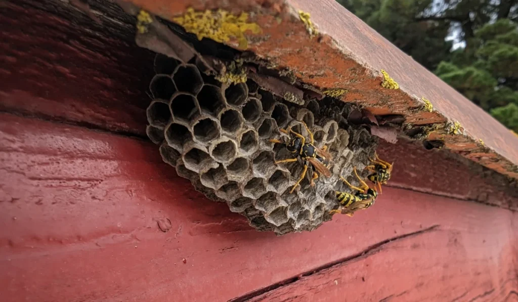 Some wasps in the nest under a tile near a house.