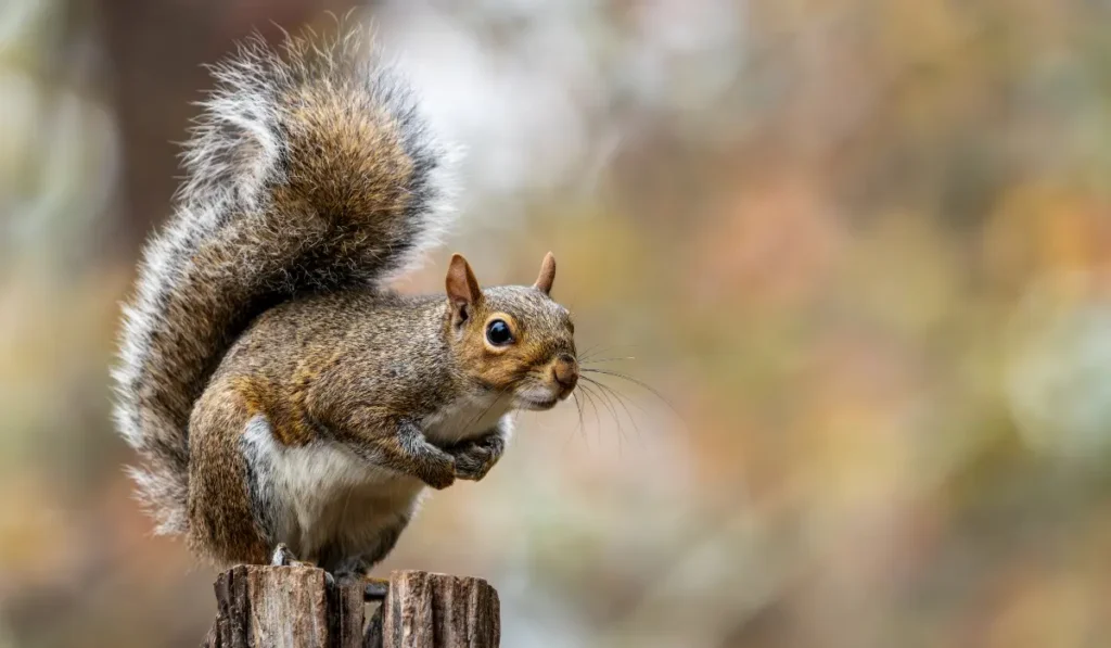 Squirrel sitting on a tree stump