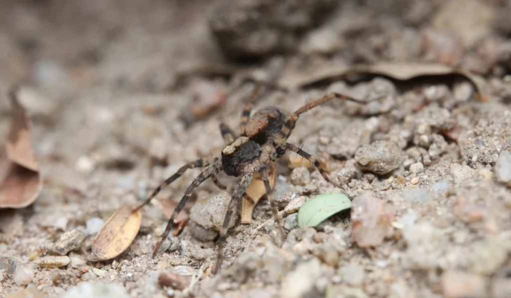 The Thin-legged Wolf Spider is a member of the Lycosidae family