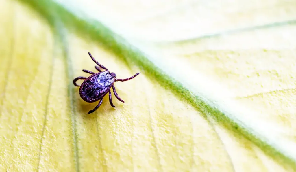 Tick, Ixodida, on the leaf.Adult female tick - Ixodes ricinus.Carrier of infectious diseases as encephalitis or Lyme borreliosis. (1)