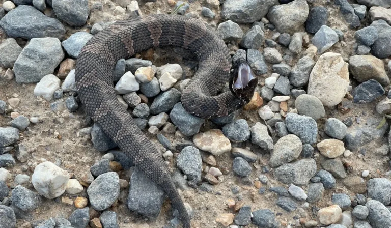 Venomous Cottonmouth on a bed of gravel gaping it’s mouth.