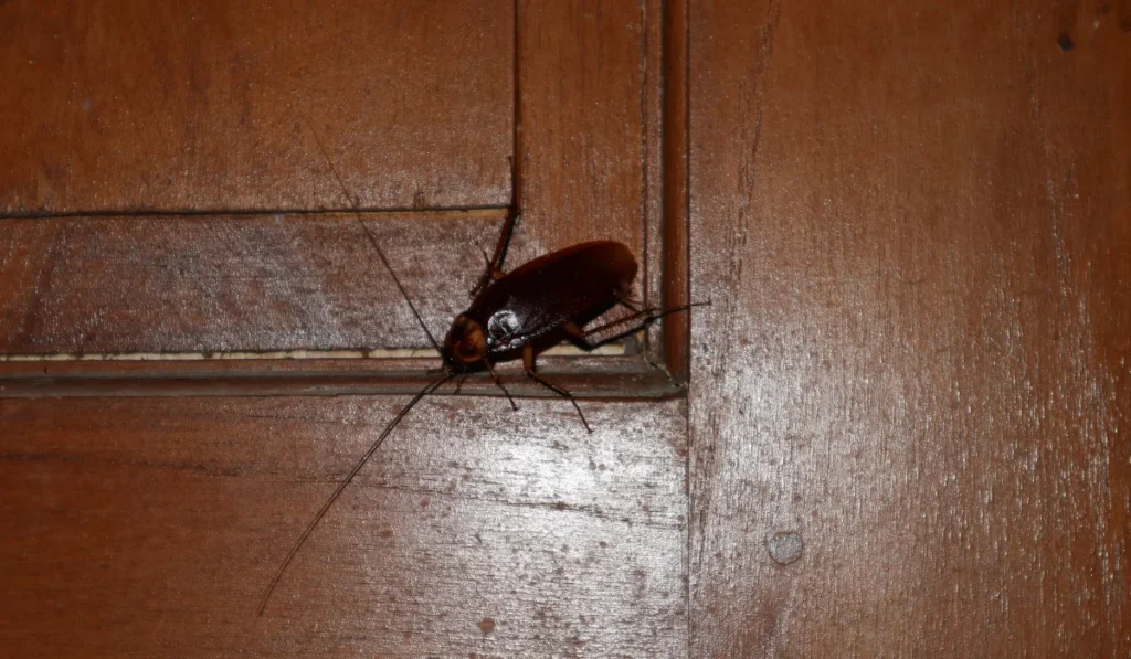 Brown cockroach crawling along a wooden door panel and trim