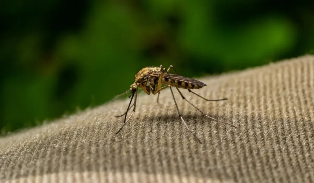 macro of Mosquito Suck in blood,Mosquito using mouth drill through clothes,mosquitoes are carrier of human and animal diseases,selecttive focus