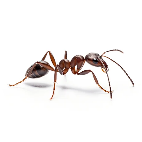 Ants_Services_Circle