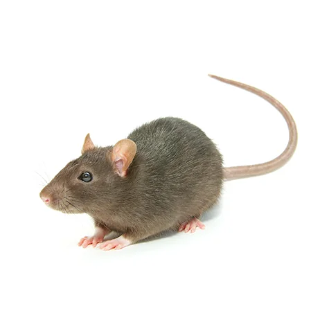 Rodents_Services_Circle