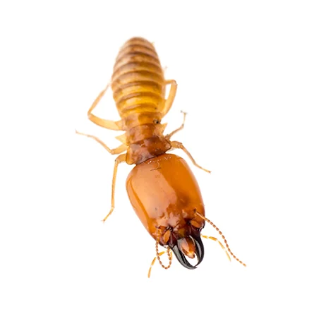 Termites_Services_Circle